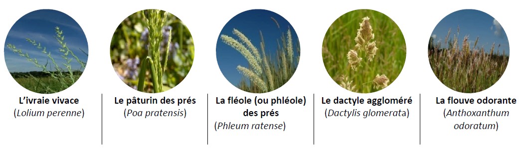 pollens graminés allergisants