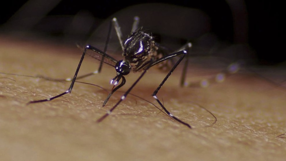 Aedes aegypti mosquito.  Copyright Sanofi Pasteur 