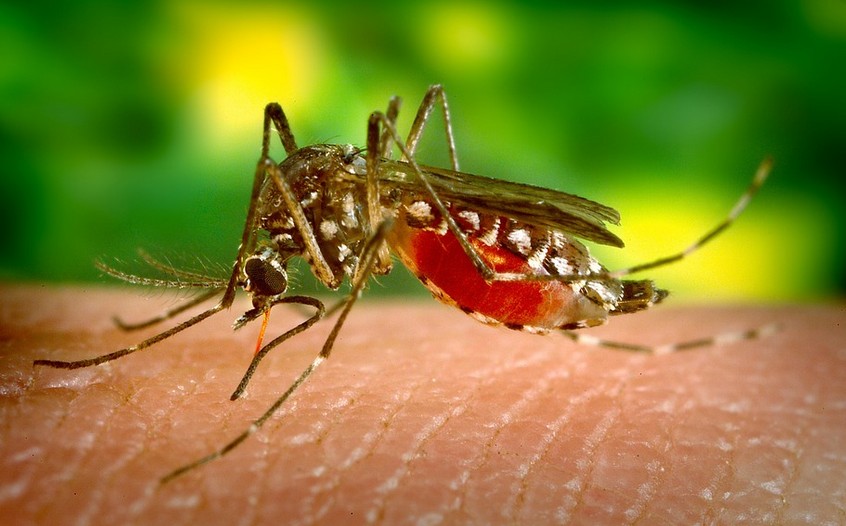 Virus Zika, maladie de Lyme : les Français craignent une propagation de ces affections